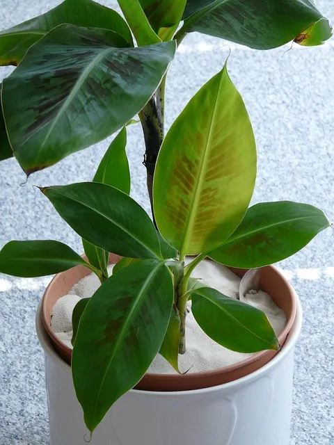 Musa (banana)