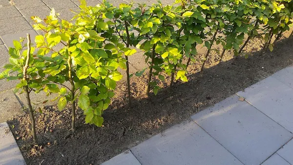 How many hedge plants per meter?