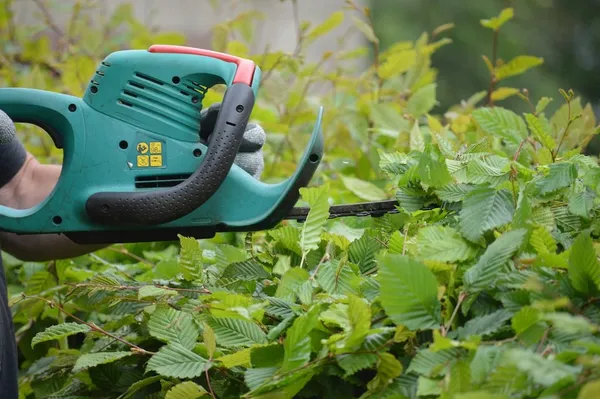 Pruning a beech hedge