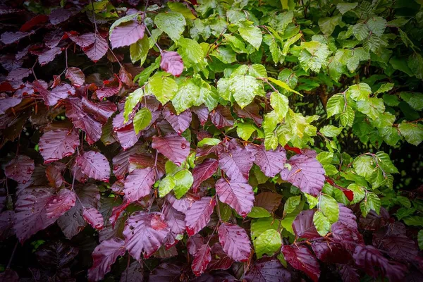 Red hedge plants - Red beech (Fagus sylvatica 'Atropunicea' or 'Atropurpurea')