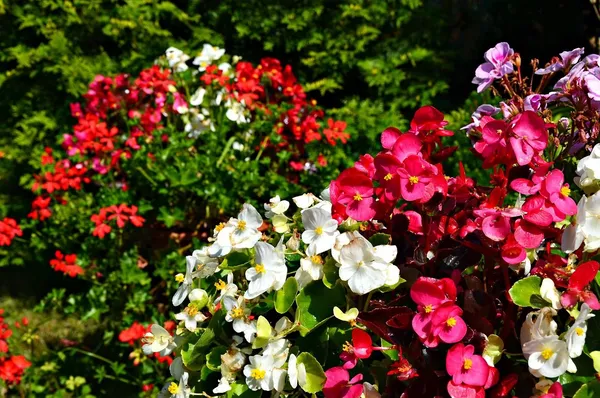Summer-flowering plants: Begonia