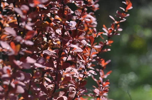 Red Hedge Plants - Red Barberry (Berberis thunbergii 'Atropurpurea')