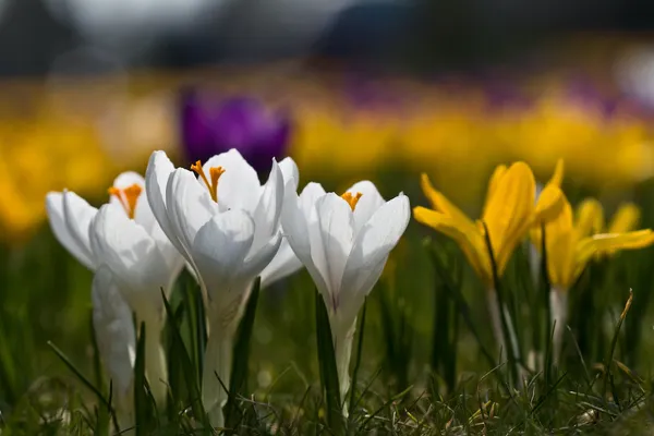 Early-blooming flower bulbs for bees