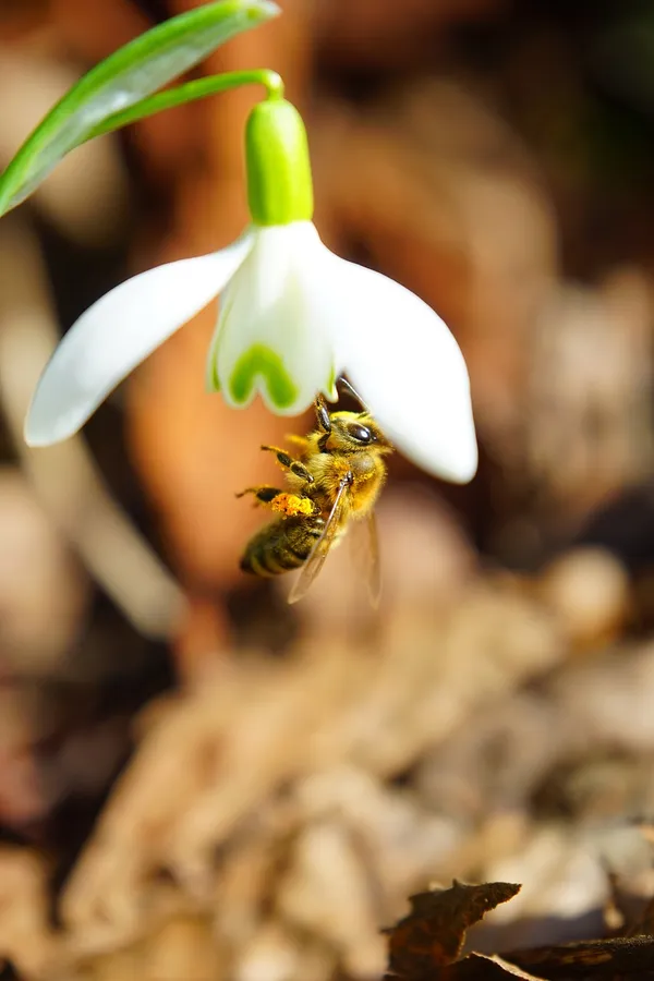 snowdrops for bees