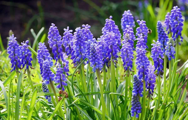 blue grape hyacinths for bees