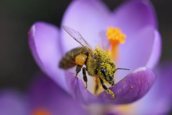 crocus for bees