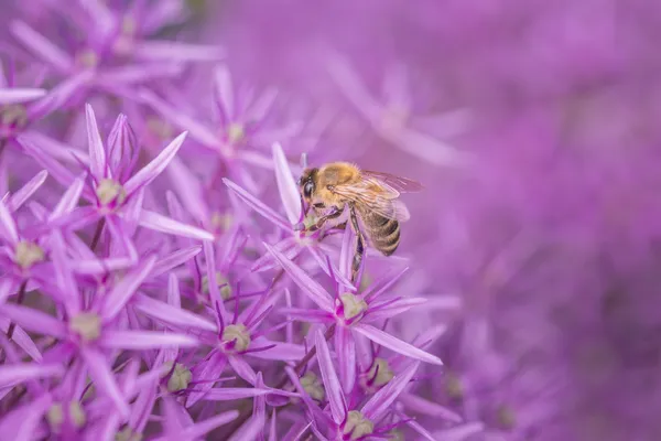 ornamental onion for bees
