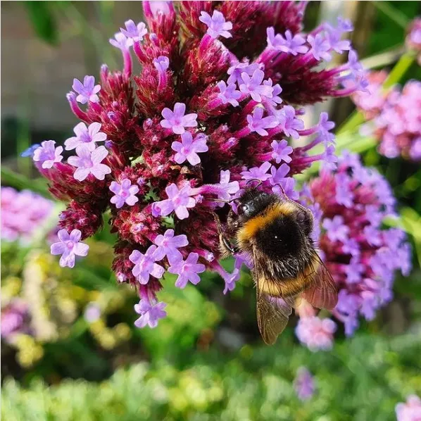 Verbena Lollipop