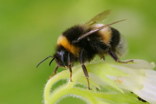 earth bumblebee