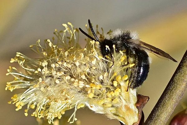 Willow as a Food Source for Bees