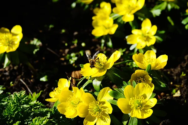 Winter aconite for bees