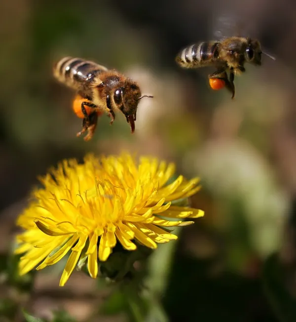 Bees above a dandelion