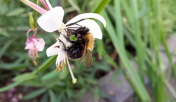 Do you already have a lot of bees visiting your garden?