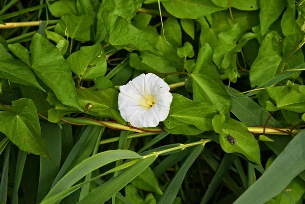 clematis among the plants