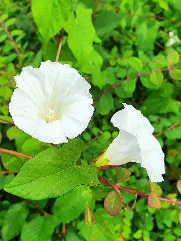 Identifying and Controlling Honeysuckle