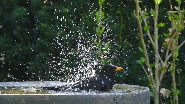 water feature in the garden
