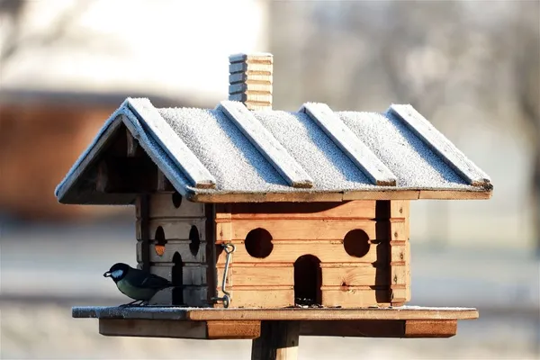 Feeding birds with a feeder in the garden