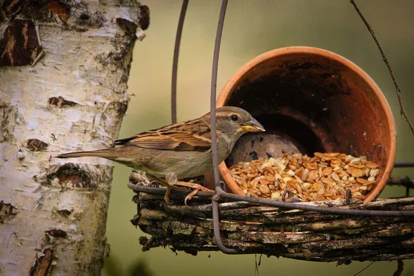 Supplemental Feeding in Winter