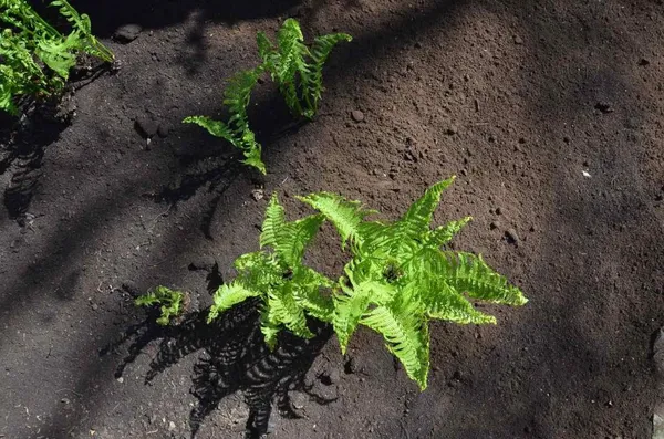 black soil / garden soil