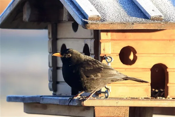 Feeding Birds in Winter - What Do Blackbirds Eat?