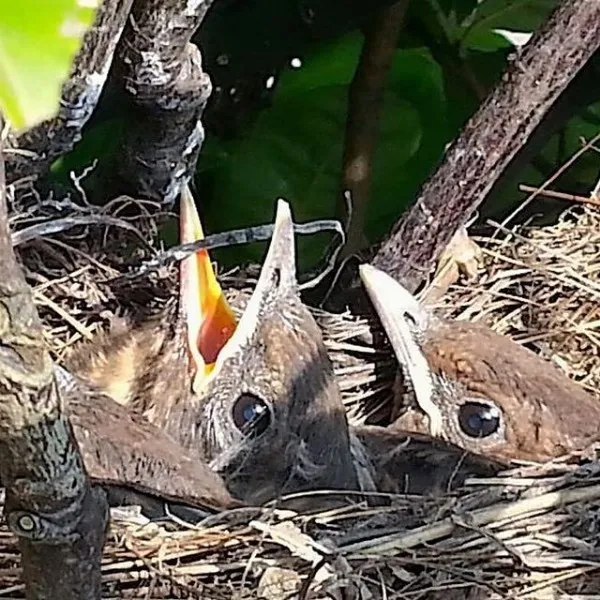 Be mindful of birds and bird nests