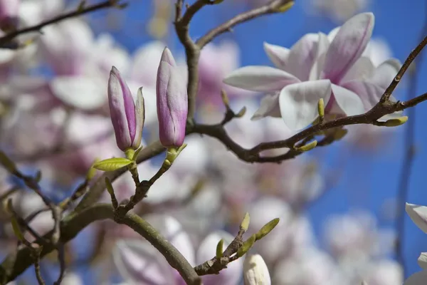 Multi-stemmed tree - beaver tree (Magnolia)