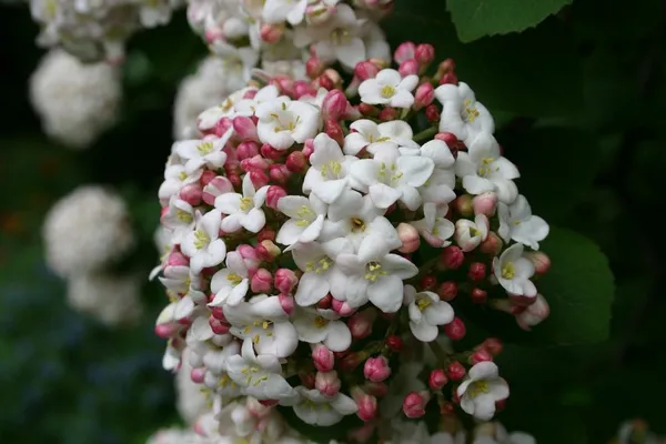 Winter-Blooming Plants in the Garden