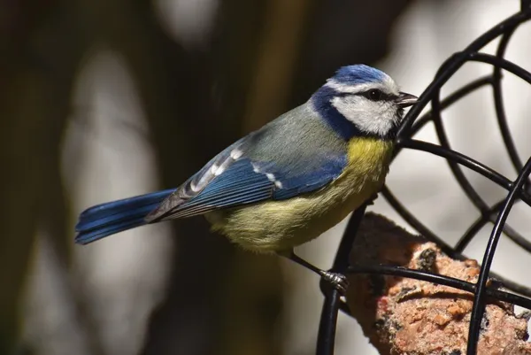 Bird Food for Titmice - Feeding Birds in Winter