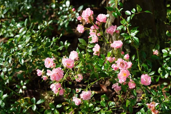 Ground-covering roses