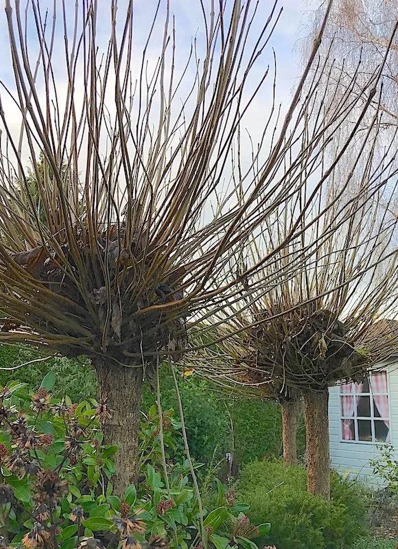 Round-topped Trees for Small (Front) Yards - Catalpa