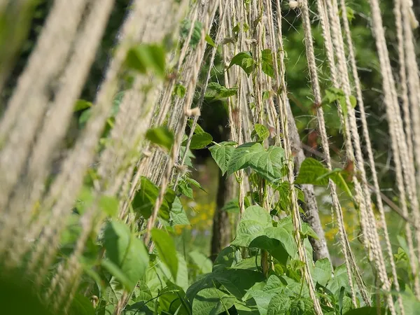 Easy Vegetables for Your First Vegetable Garden (Container) - Beans