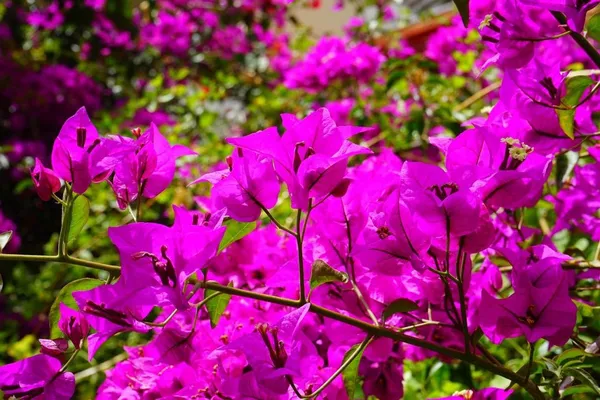 Bougainvillea needs a lot of warmth: a south-facing wall is perfect!