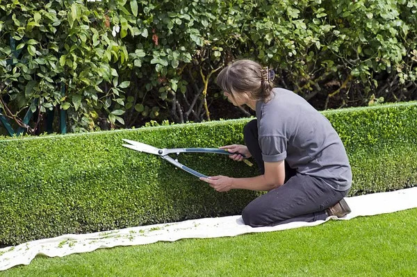 Pruning hedges in September