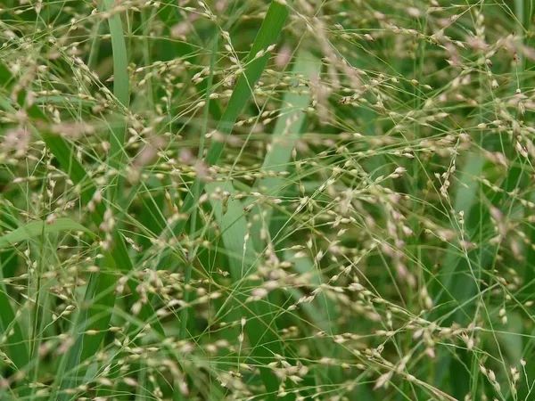 Ornamental Grasses for Shade - Briza