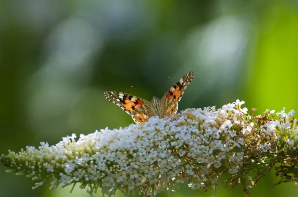 more butterflies