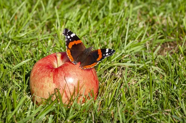 More Butterflies in Your Garden