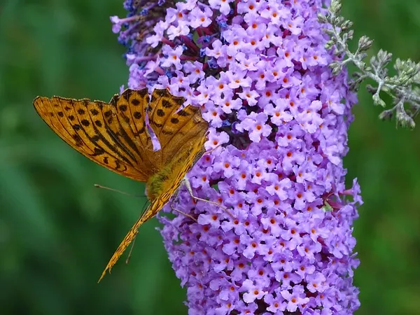 Want more butterflies in your garden? Plant a butterfly bush (Buddleja)!