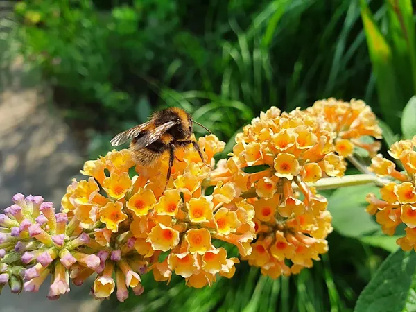 Deciduous shrubs - Buddleja (butterfly bush)