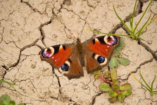 Plants That Can Tolerate Drought and Dry Soil
