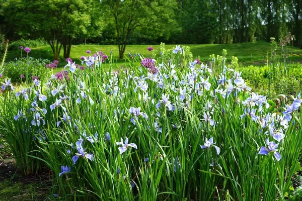 Border featuring Iris sibirica 'Perry's Blue,' Allium, and Koelreuteria in the background