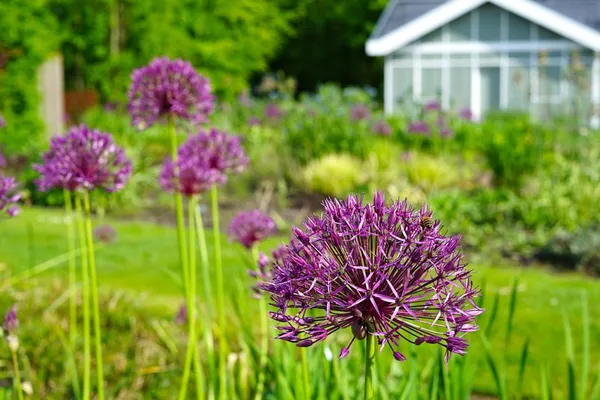 Allium (ornamental onion)