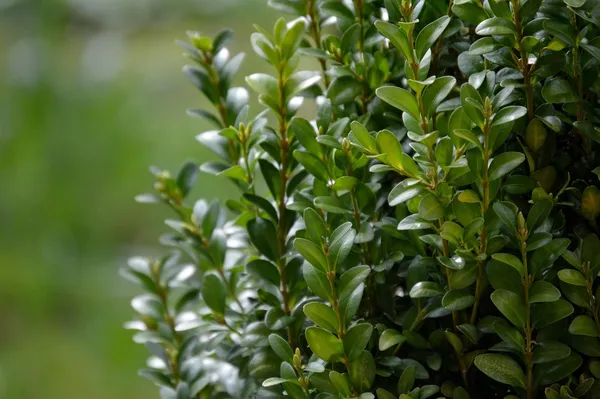 low hedge