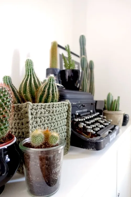 Cactus