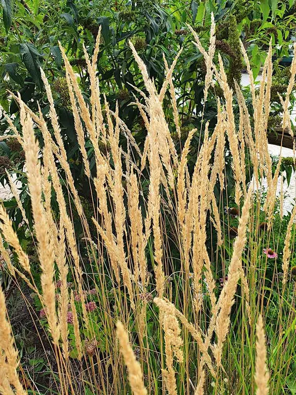 Upright ornamental grasses for small gardens and narrow borders - Calamagrostis