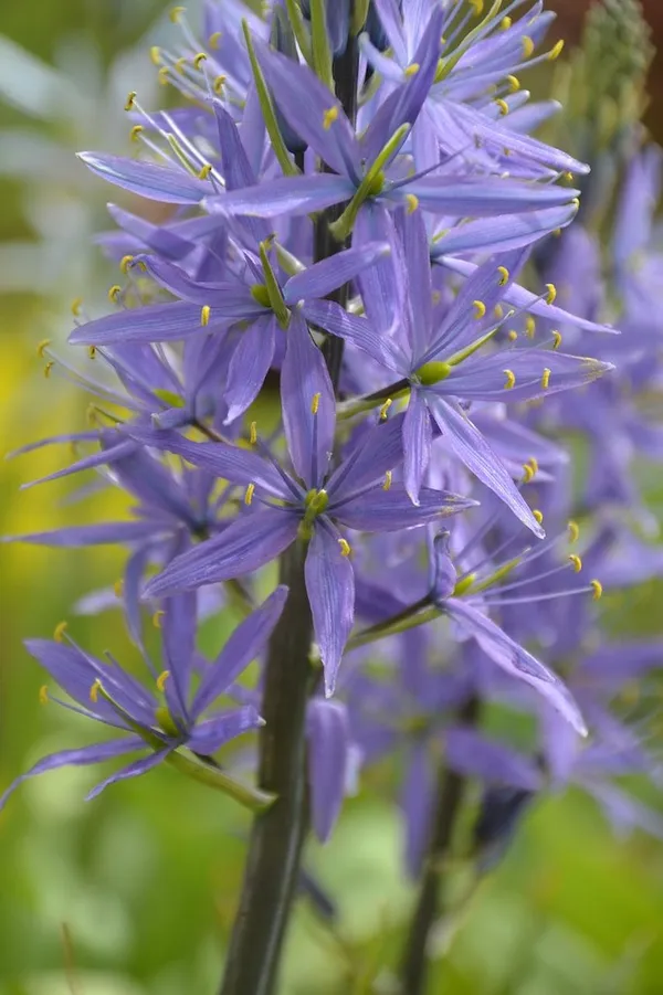 Indian Flower or Prairie Lily: Camassia