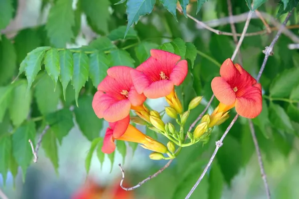 Climbing Plants for a Jungle Garden