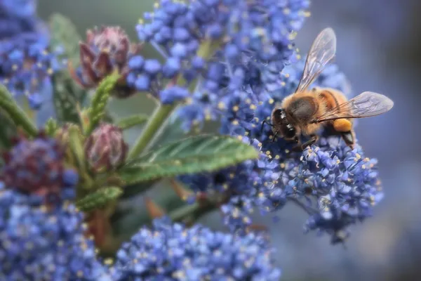 Ceanothus - American lilac