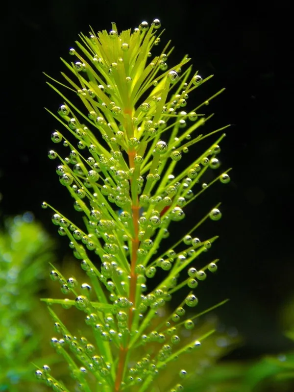 Pond Plants: Oxygenating Plants
