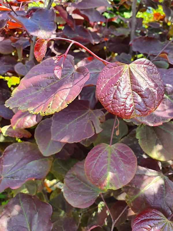 Trees with Red Leaves - Cercis Forest Pansy (Judas Tree), Red-Leaved