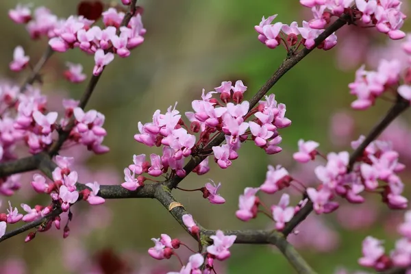 Cercis